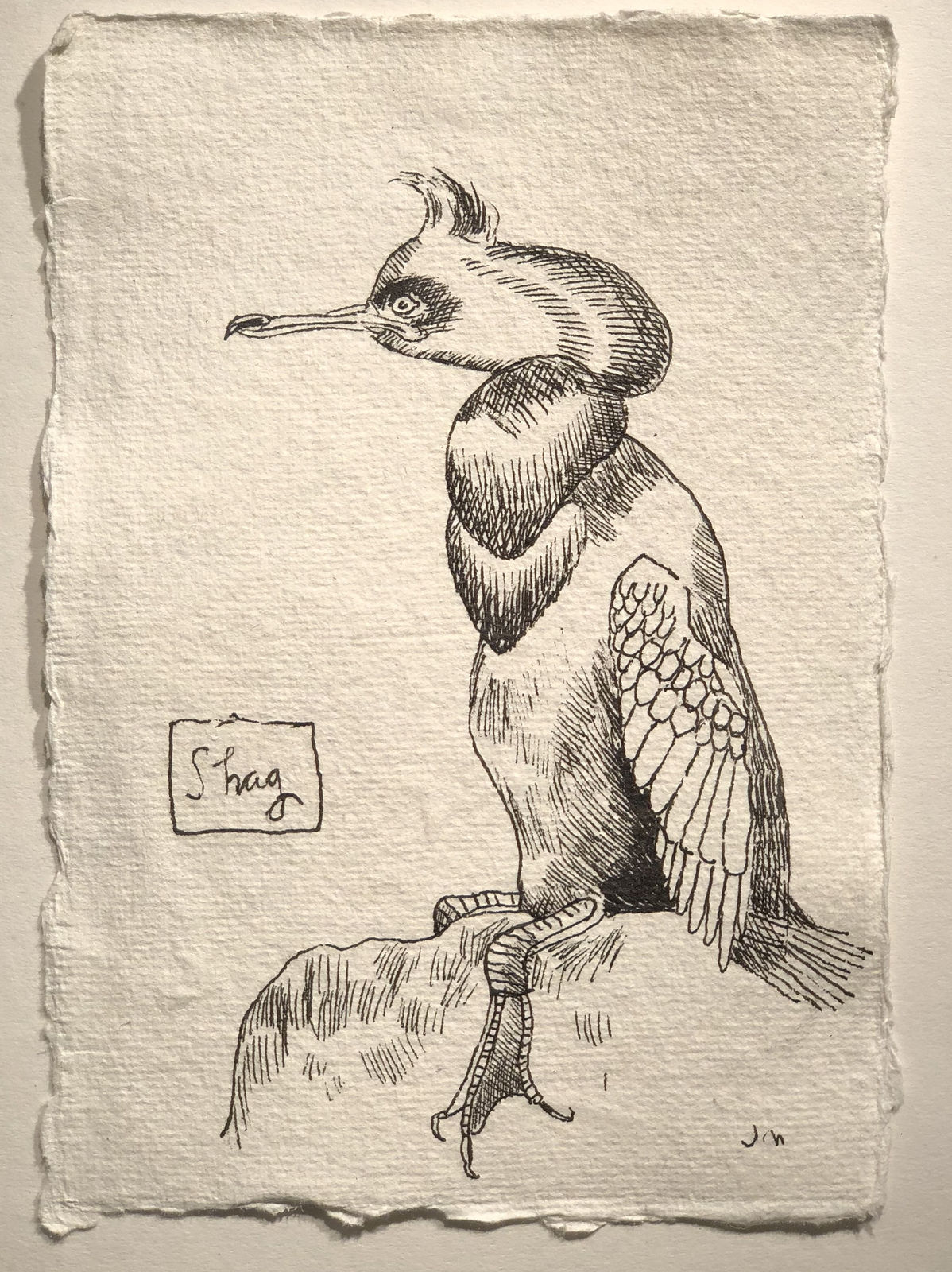 Jim Moir, Shag, 2018