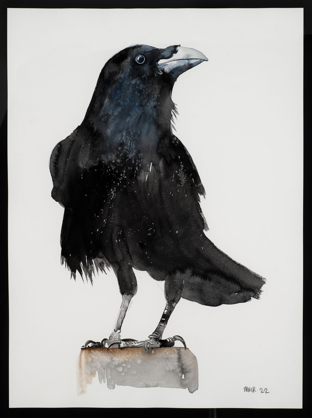 Jim Moir, Raven , 2022