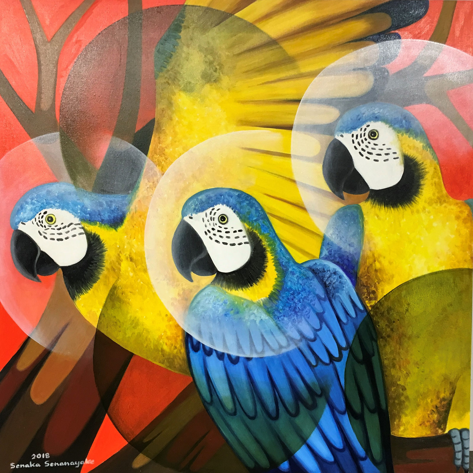 Senaka Senanayake, Macaws, 2018