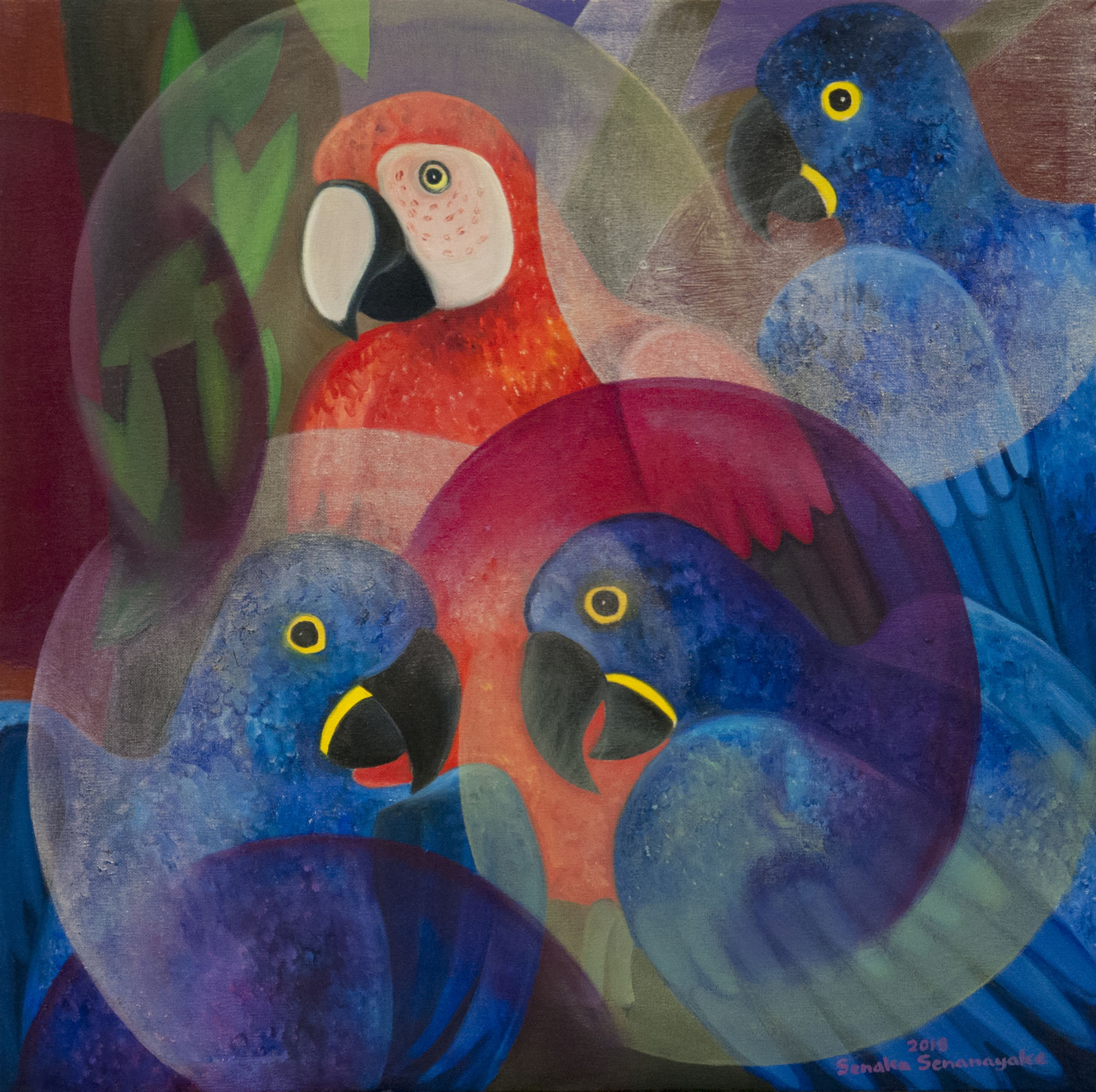 Senaka Senanayake, Macaws, 2018