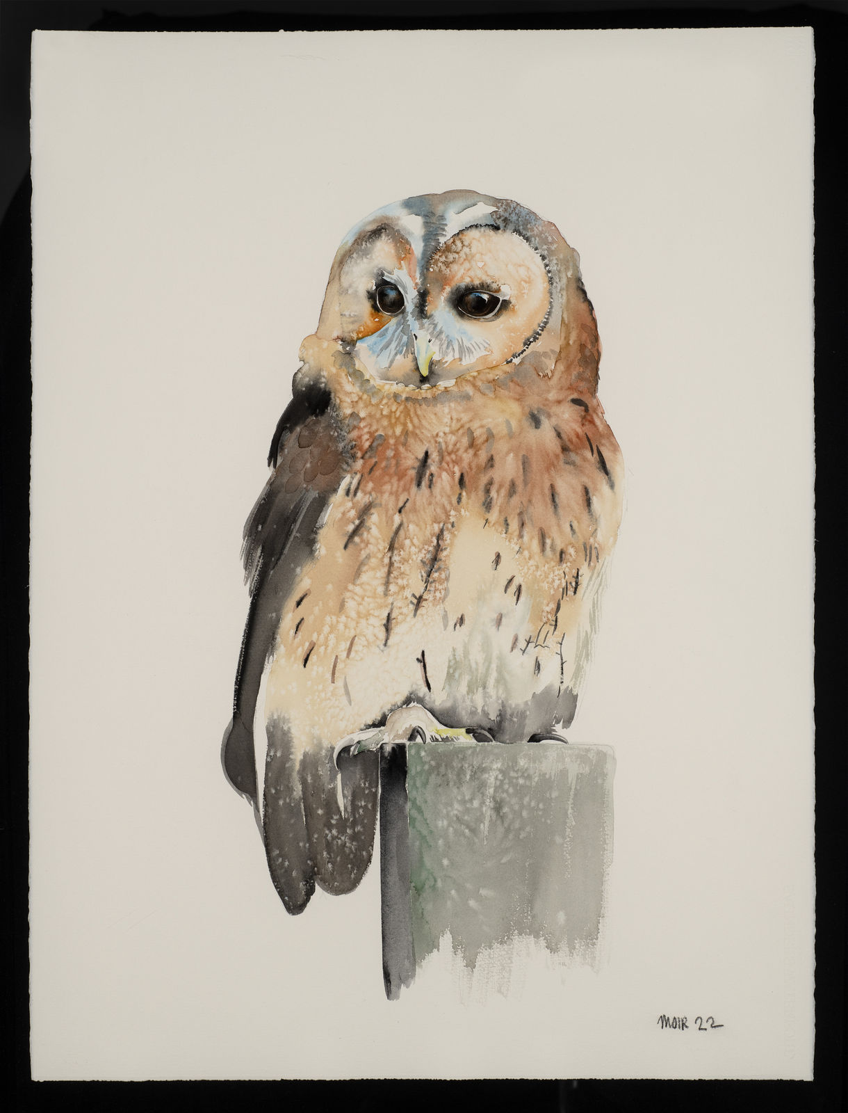 Jim Moir, Tawny Owl, 2022
