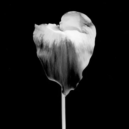 Robert Mapplethorpe, Calla Lily, 1986