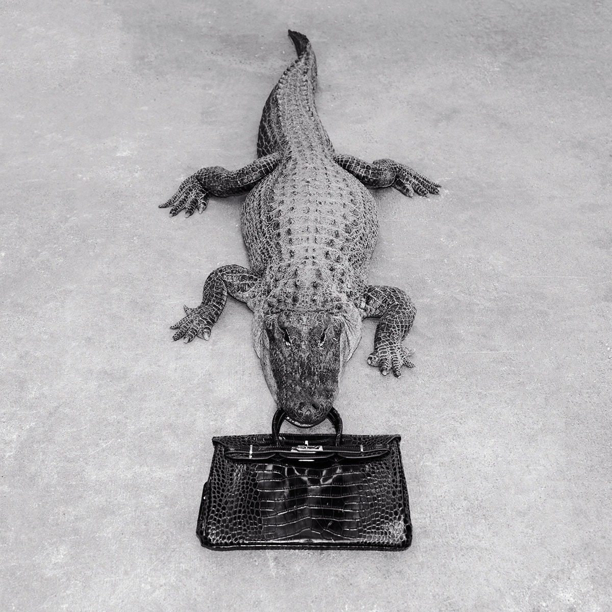 Tyler Shields, Gator Birkin (B&W), 2012/2022