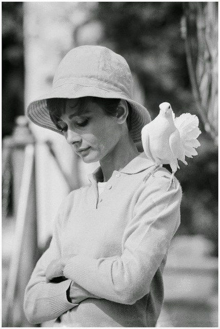 Terry O'Neill, Audrey Hepburn Dove, 1967