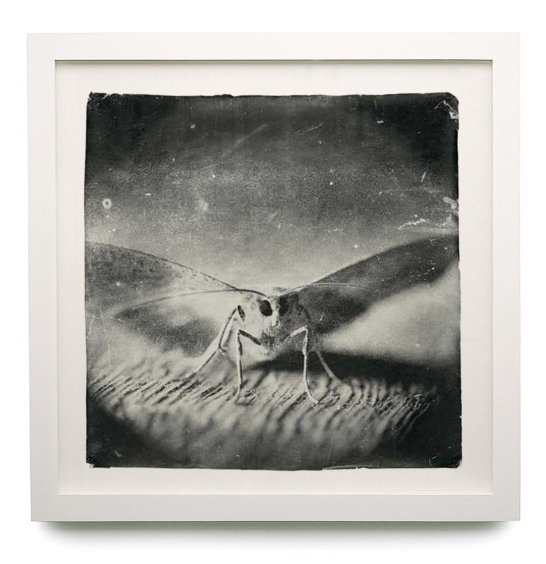 DOUG AND MIKE STARN, Attracted to Light 32, 1996-2005