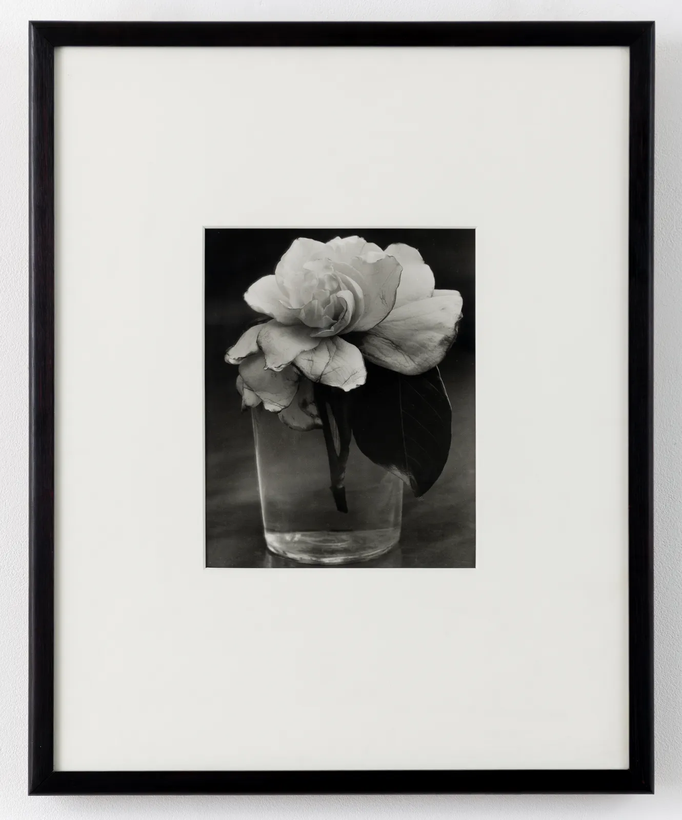 CONSUELO KANAGA, Camellia in Water, 1927-28