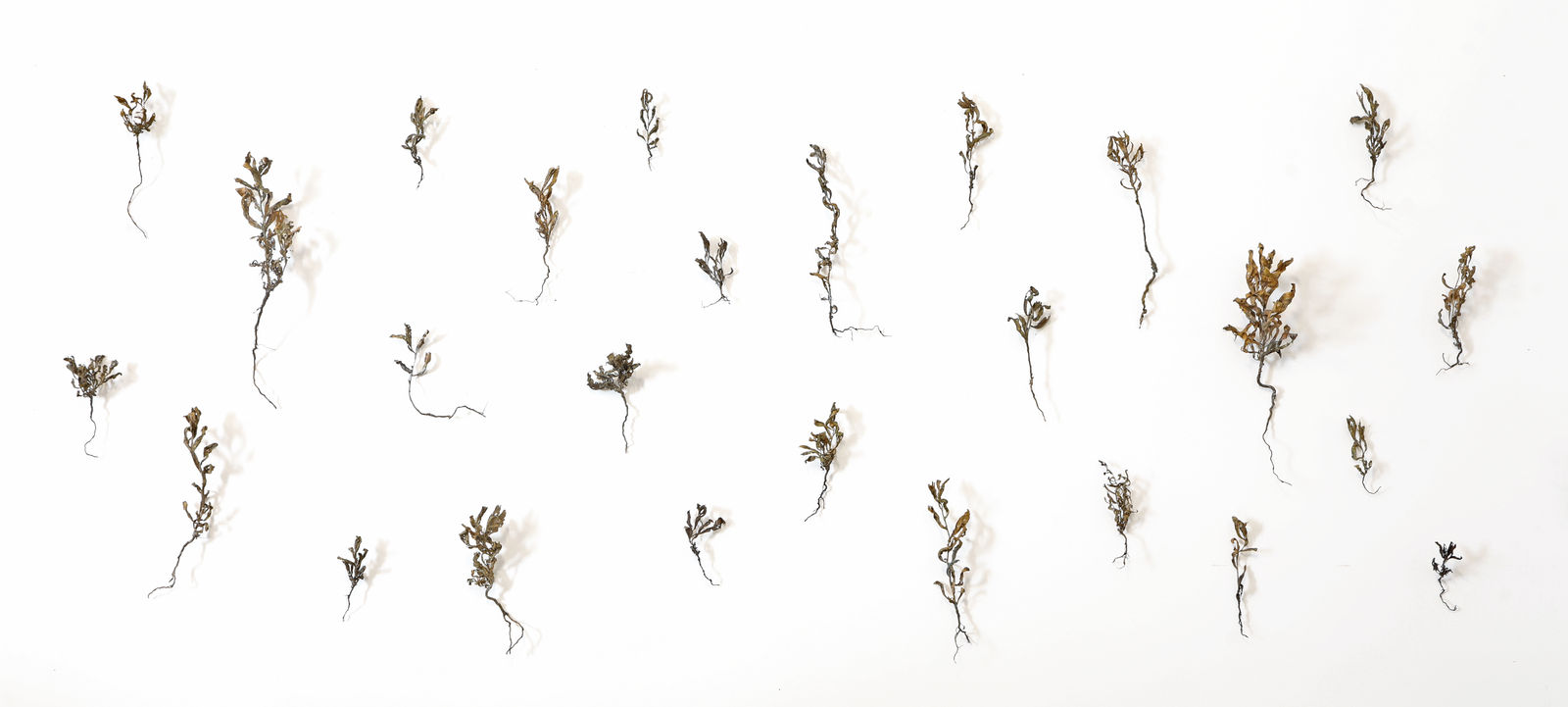 Ella Littwitz, Hora, 2022