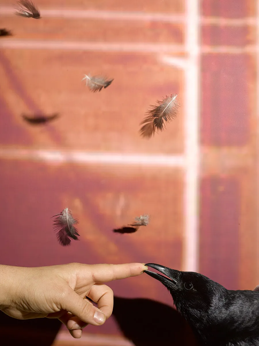 Sheida Soleimani, Misunderstanding, 2024