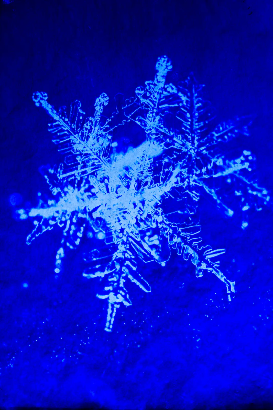 Ebony Blevins, Snowflakes Macro Version 1, 2025