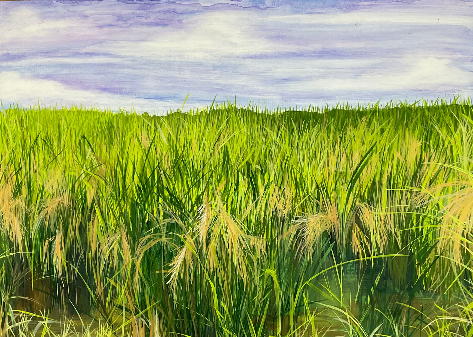 Marjorie Williams-Smith, Black Fields: Rice, 2023