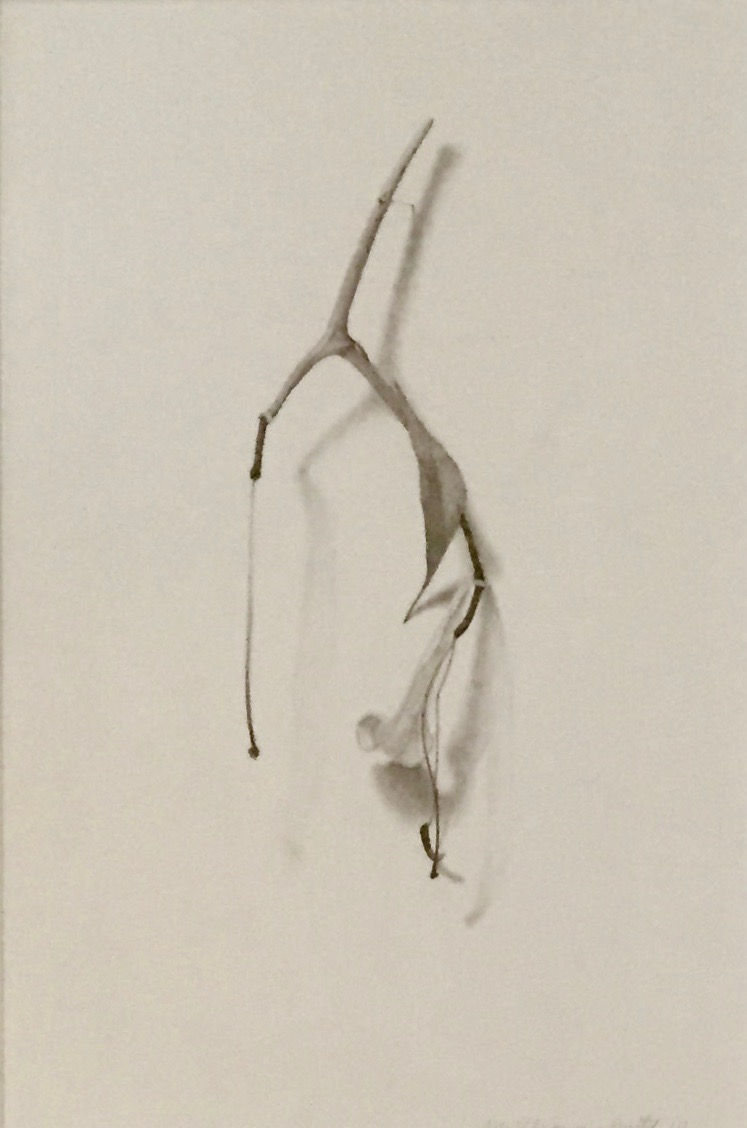 Marjorie Williams-Smith, Lily Study Back, 2010