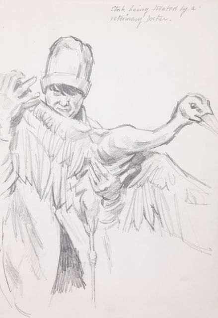 Derek Stafford, Stork being treated by a Veterinary Doctor , 1944