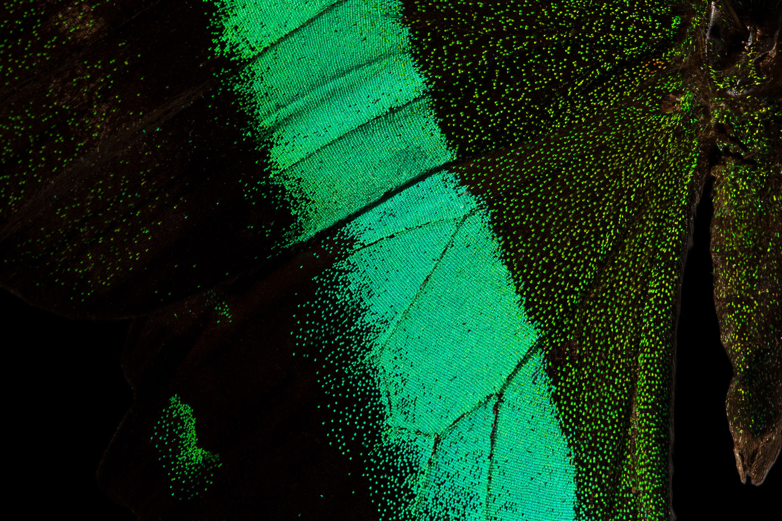 Bran, Emerald Swallowtail Butterfly, 2025