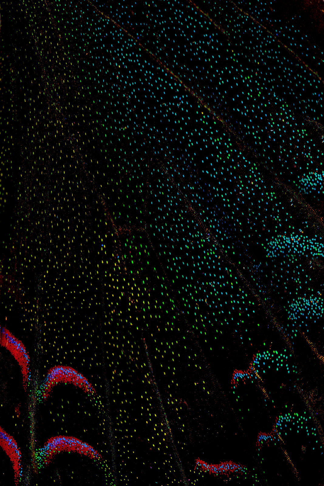 Bran, Black Swallowtail, 2025