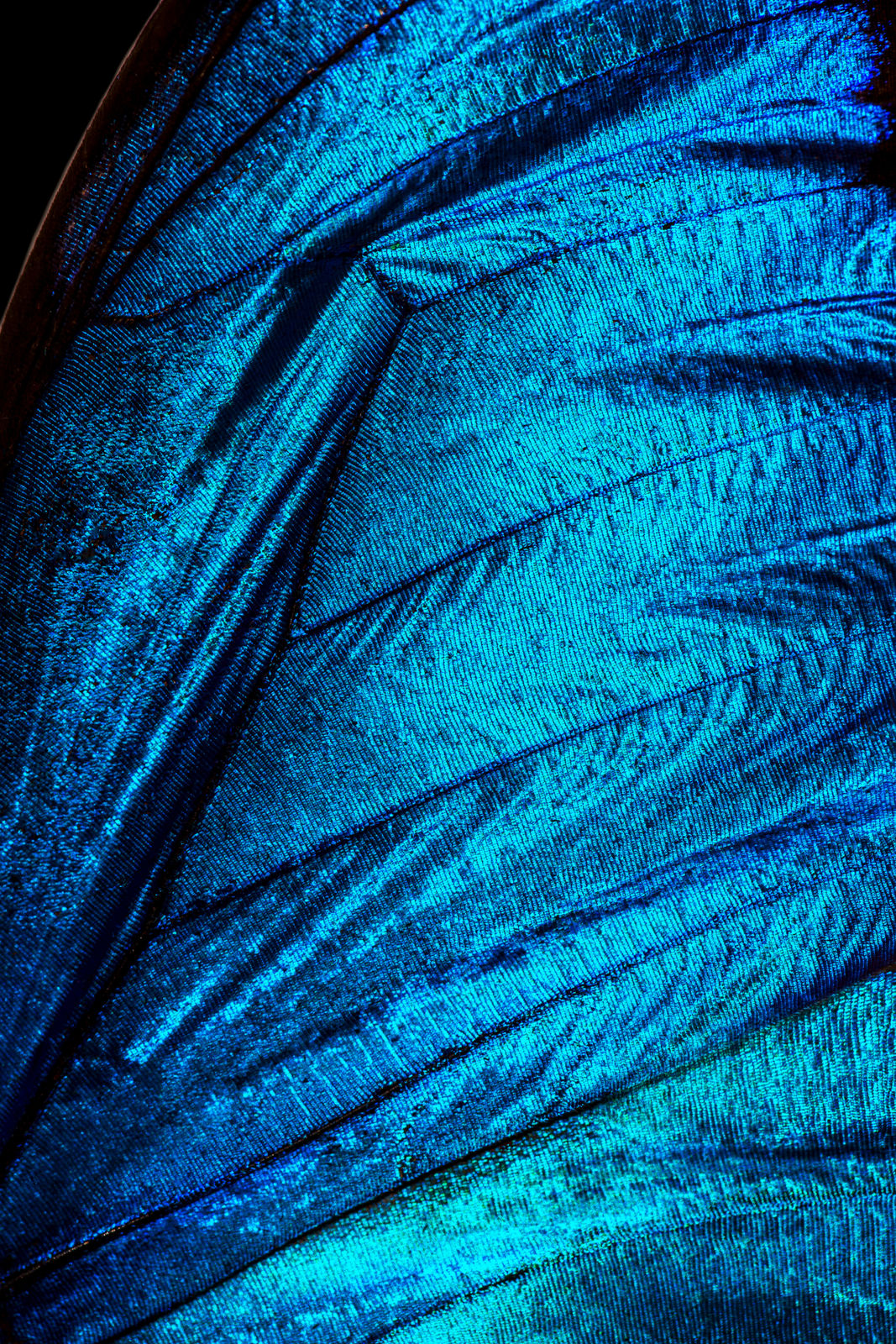 Bran, Electric Blue Morpho Butterfly, 2025