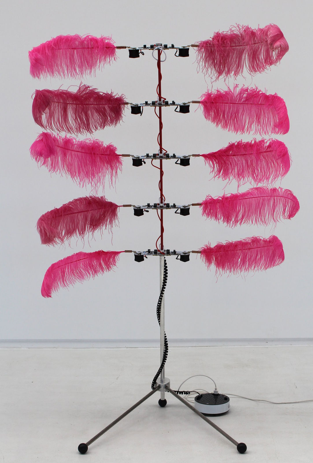 Another shot with feathers outstretched to either side.