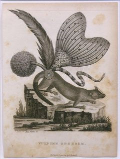 Ruth Marten, Opossum, 2009