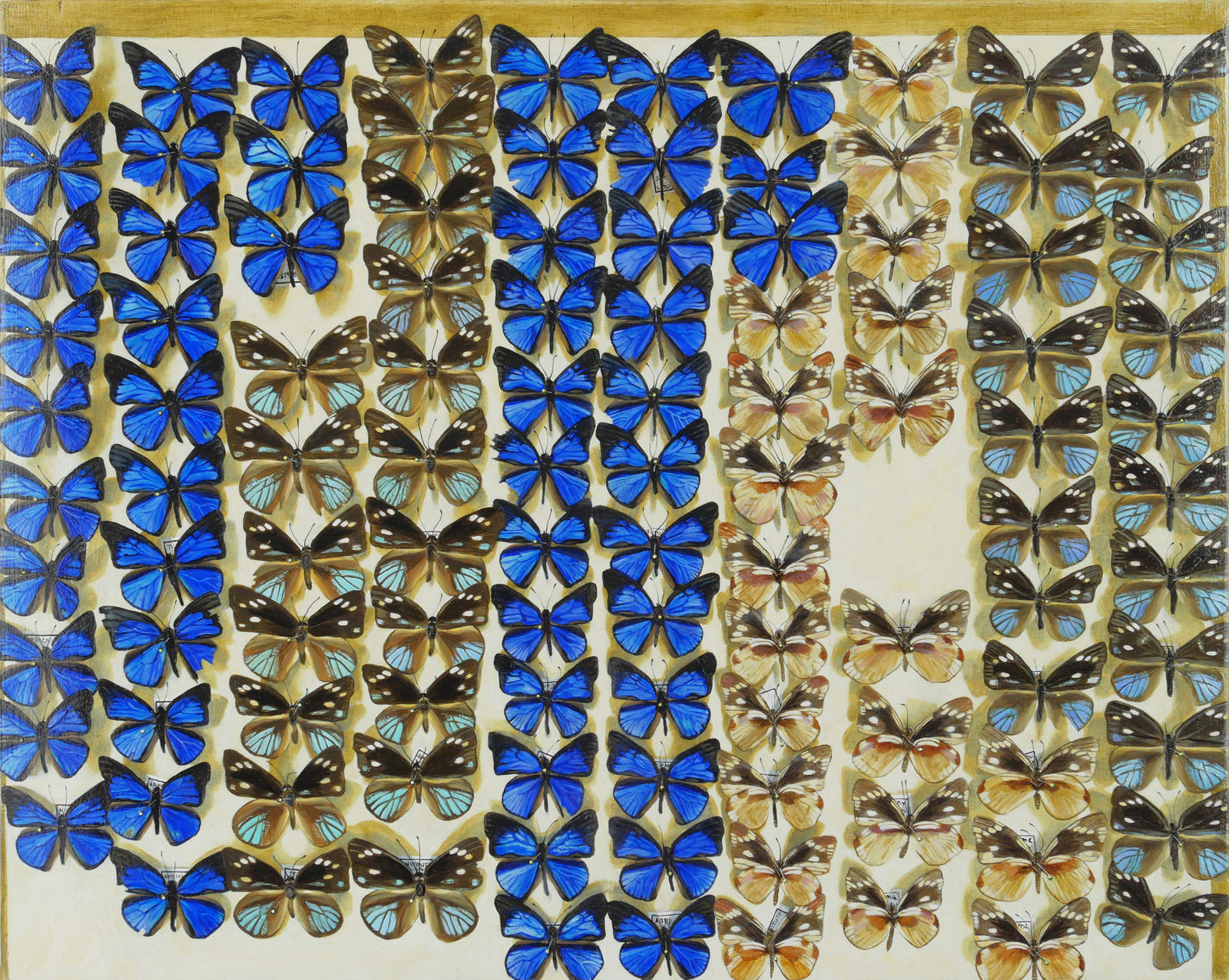 Several varieties of butterfly species in shallow cardboard box. Some are blue, light blue and black, and black and tan. they're arranged in vertical columns.