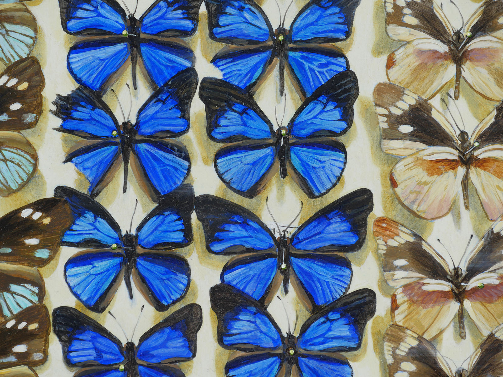 Detail of rows of butterflies.
