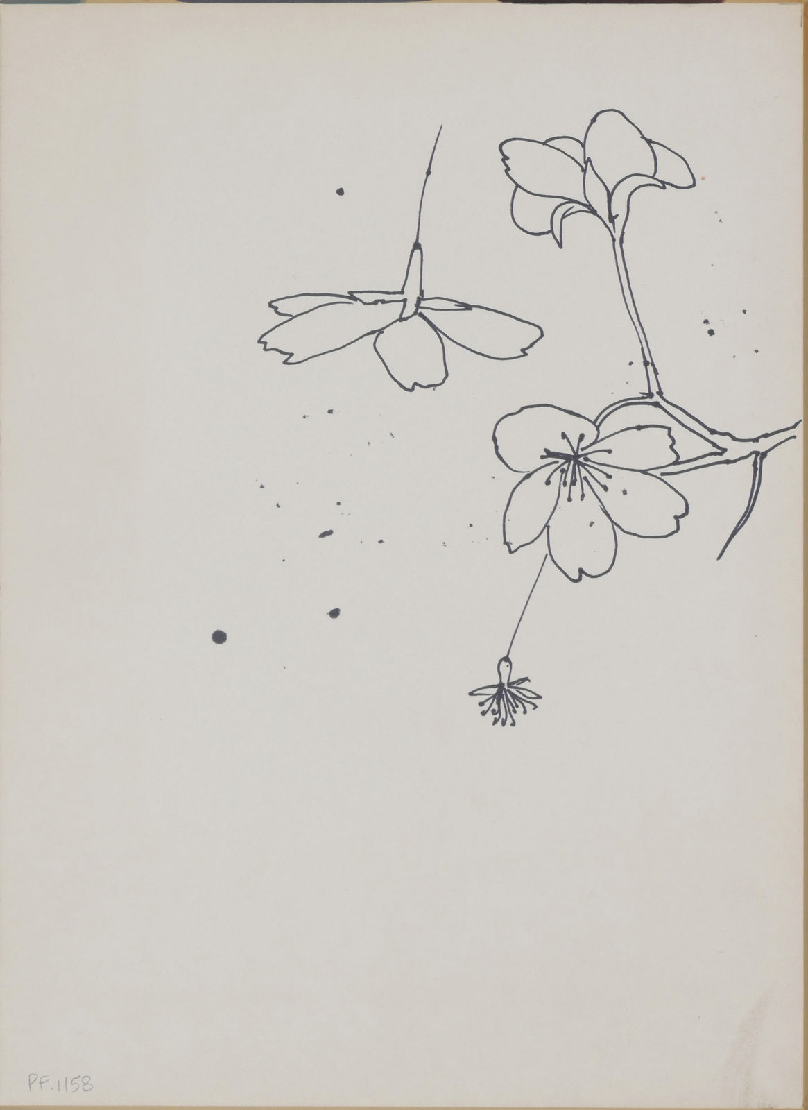 Ruth Asawa, Untitled (PF.1158, Cherry Blossoms), c. 1976