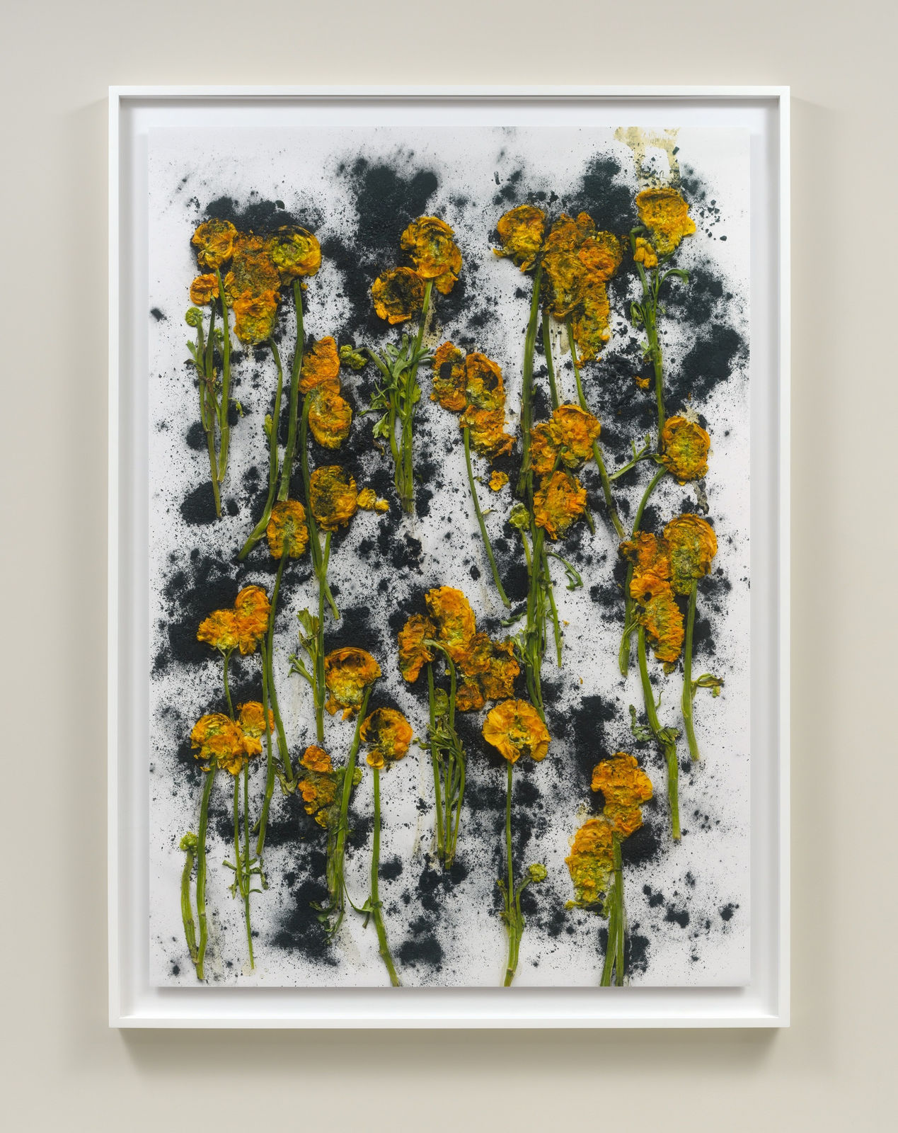 Framed photograph by Adam Fuss of Arrangement of crushed yellow ranunculus on crushed charcoal in abstract arrangement from Theia series