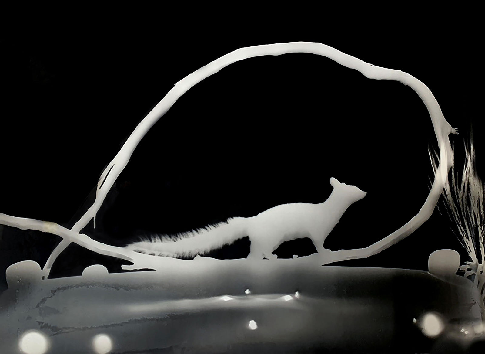 Zana Briski, Ringtailogram #1, Arizona, 2020