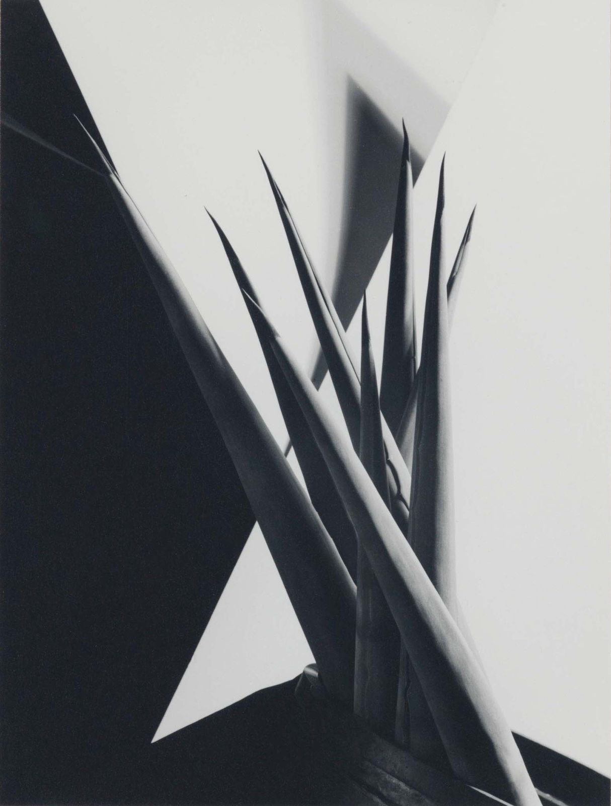 Imogen Cunningham, Agave Design I, 1920s