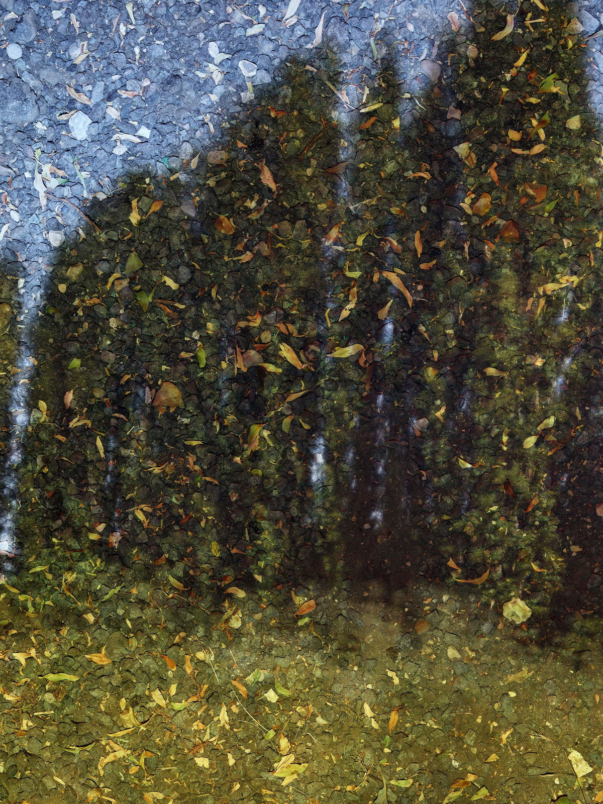 Abelardo Morell, Tent-Camera Image on Ground: Poplars by the Oise River #2, Auvers, France, 2023