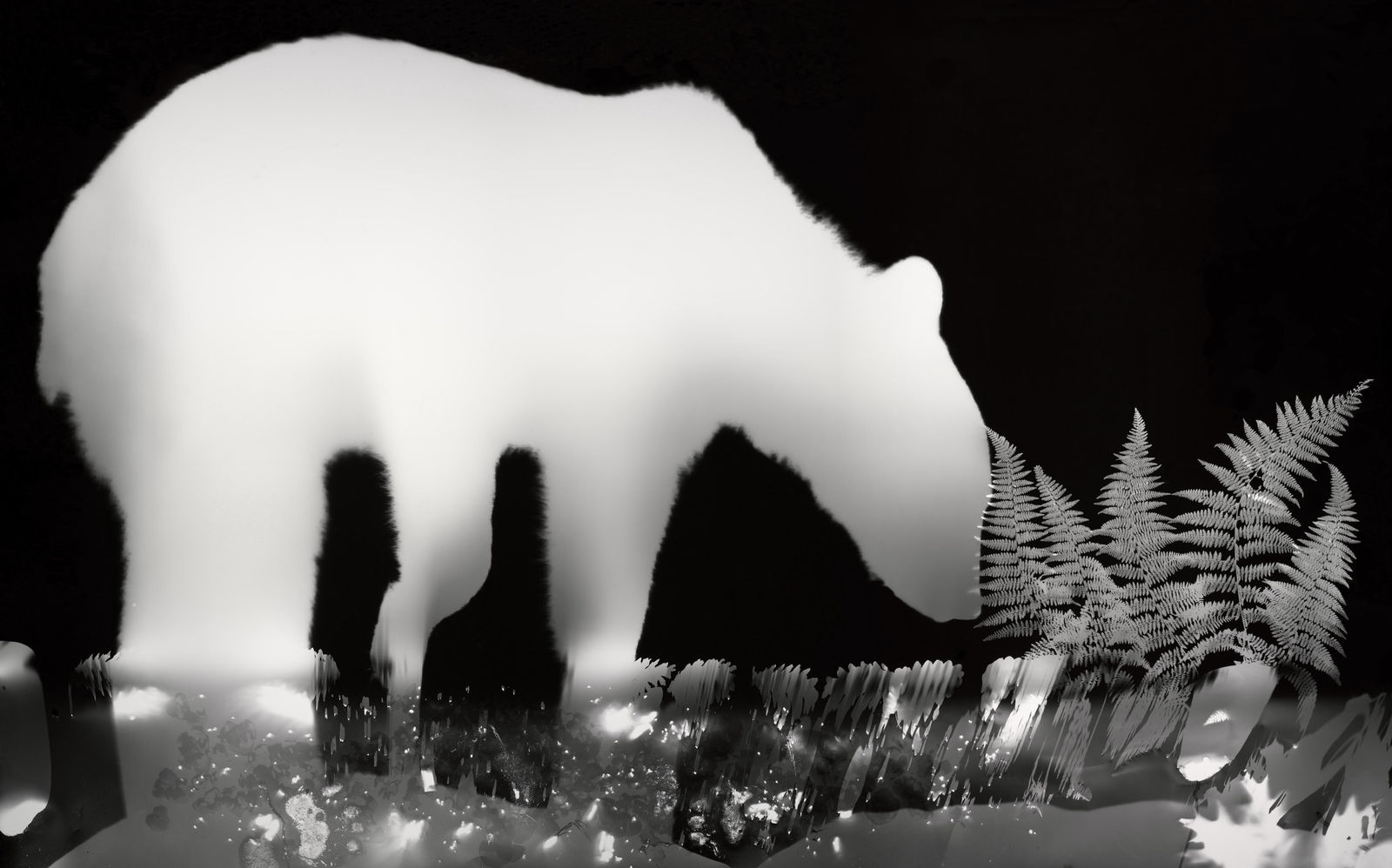 Zana Briski, Bearogram #13, New York