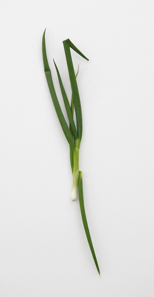 KARIN SANDER, Spring onion, 2012