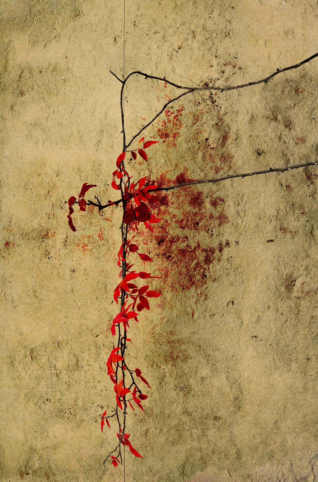 Albarrán Cabrera, The Mouth of Krishna #252, 2013