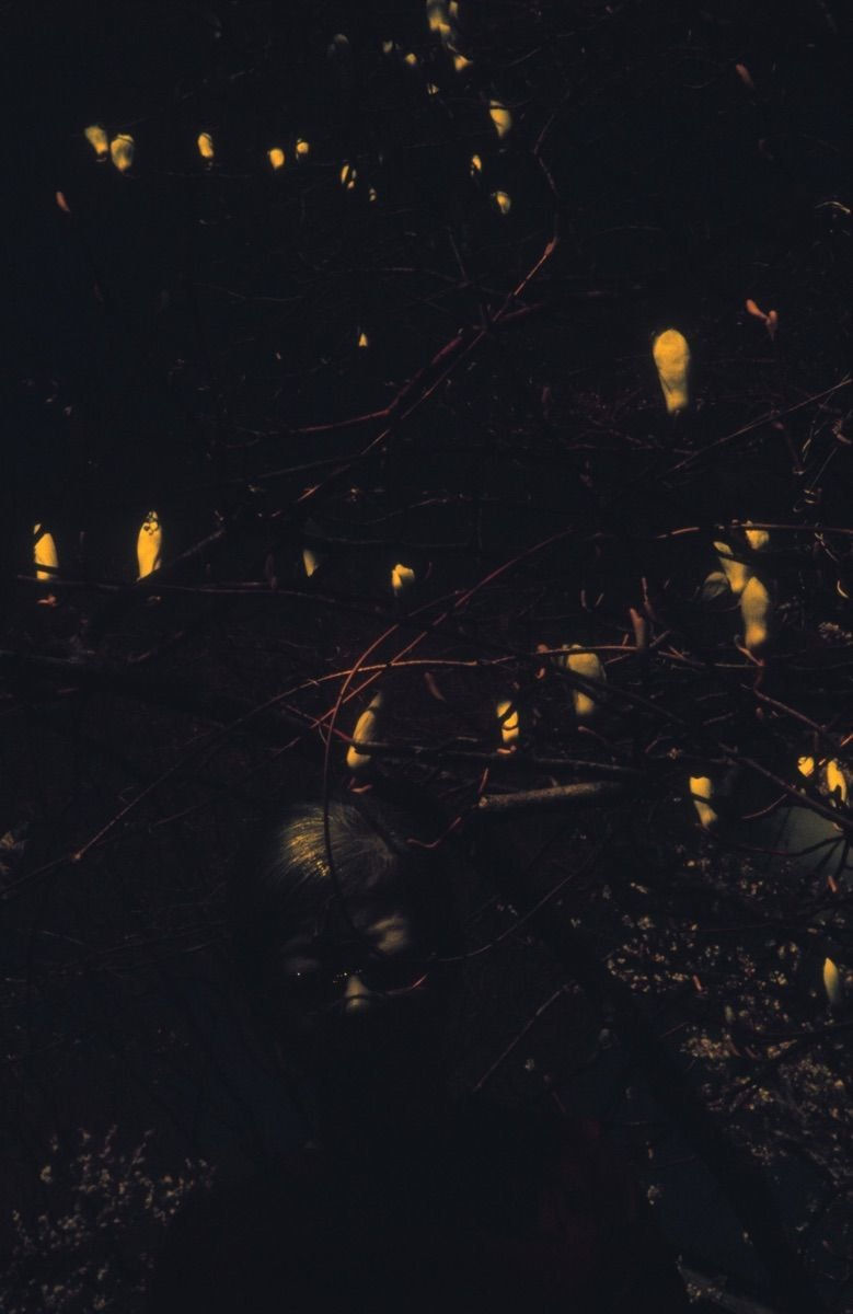 Akiko Takizawa, Magnolia #3, 2003-06