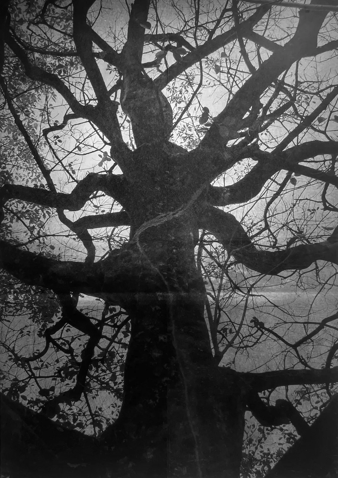 Junko Hirano, A-Bombed tree 7AT-5, 2025