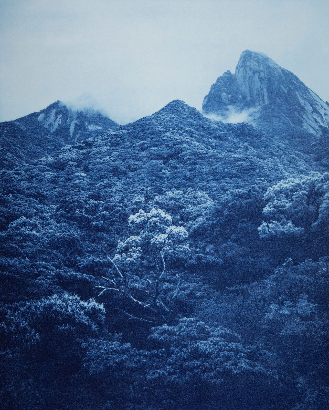 Anaïs Lopez, The Ancient Wood III, 2023 / toyobo 2025