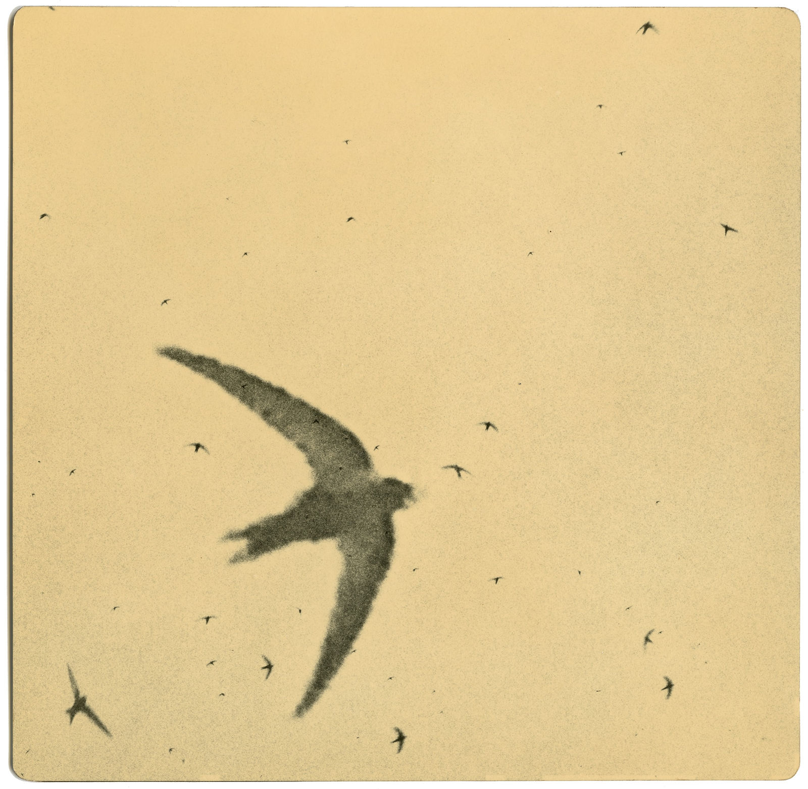 Miho Kajioka, BK0372, 2018