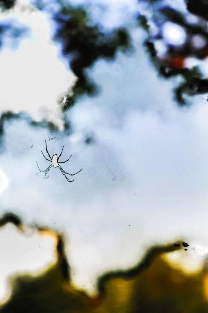 Yoshinori Mizutani, HDR_Nature 009, 2016-2018