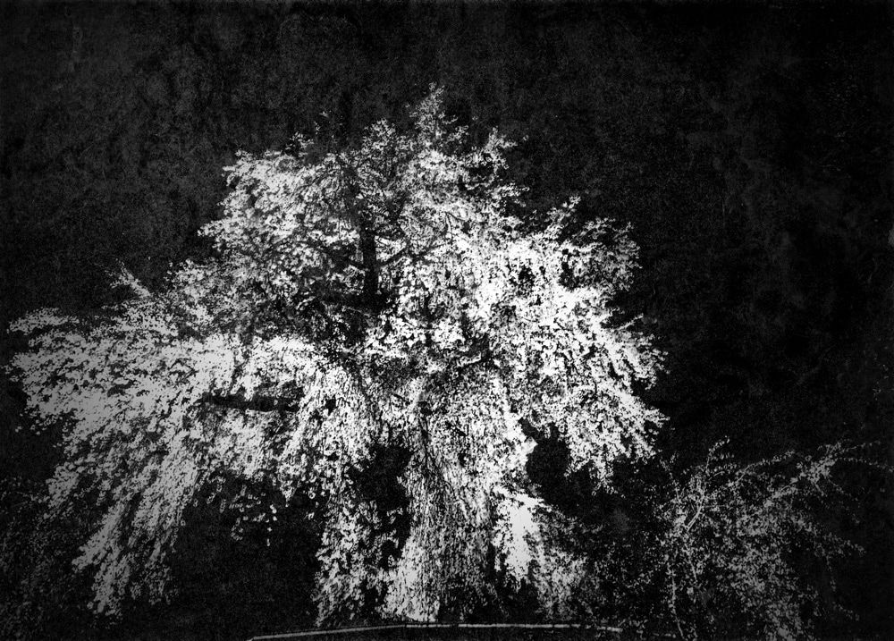 Tokyo Rumando, Untitled from 'S', 2018