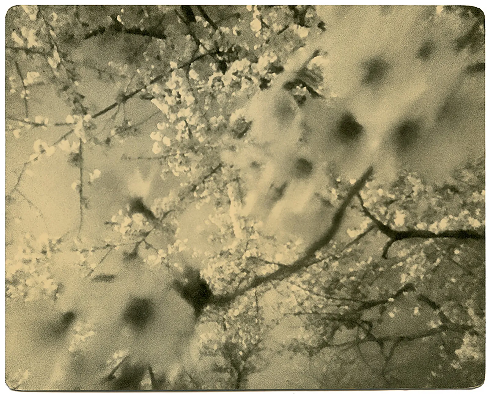 Miho Kajioka, BK0477, 2019