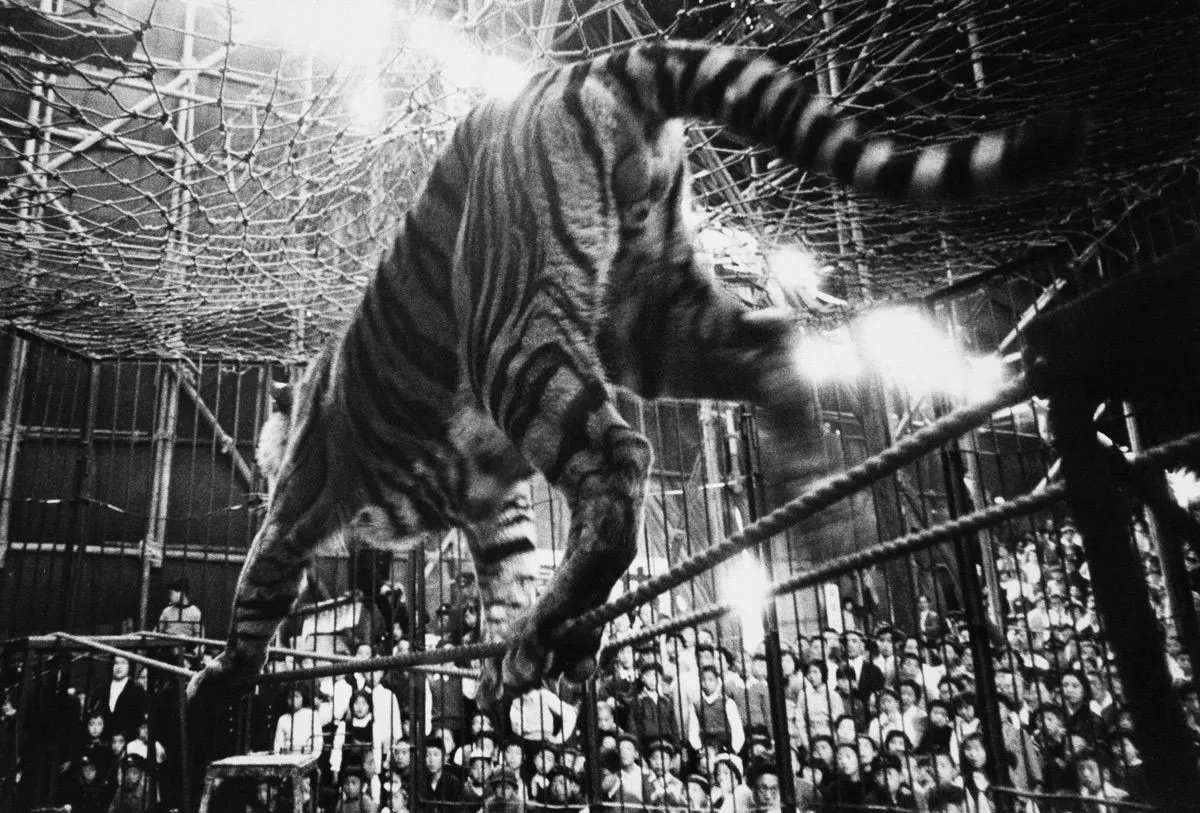 Akira Tanno, Tiger, Kigure Circus, 1957