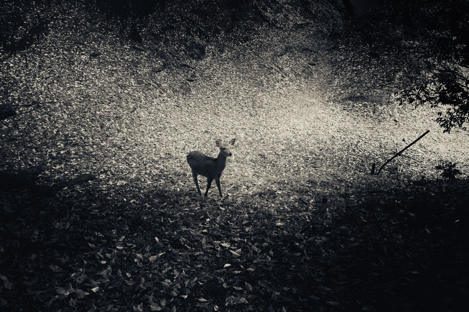 Albarrán Cabrera, The Mouth of Krishna #366, 2015