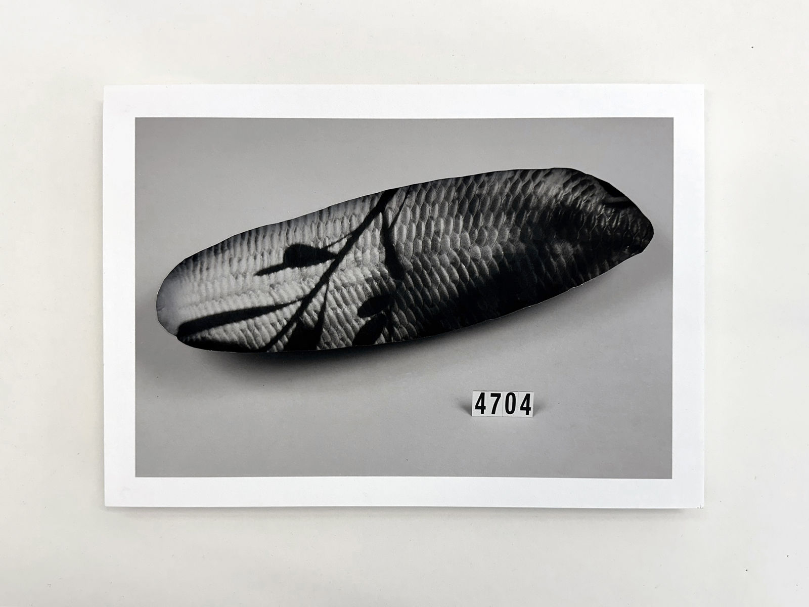 Patrick Waterhouse, 4704, 2022-23