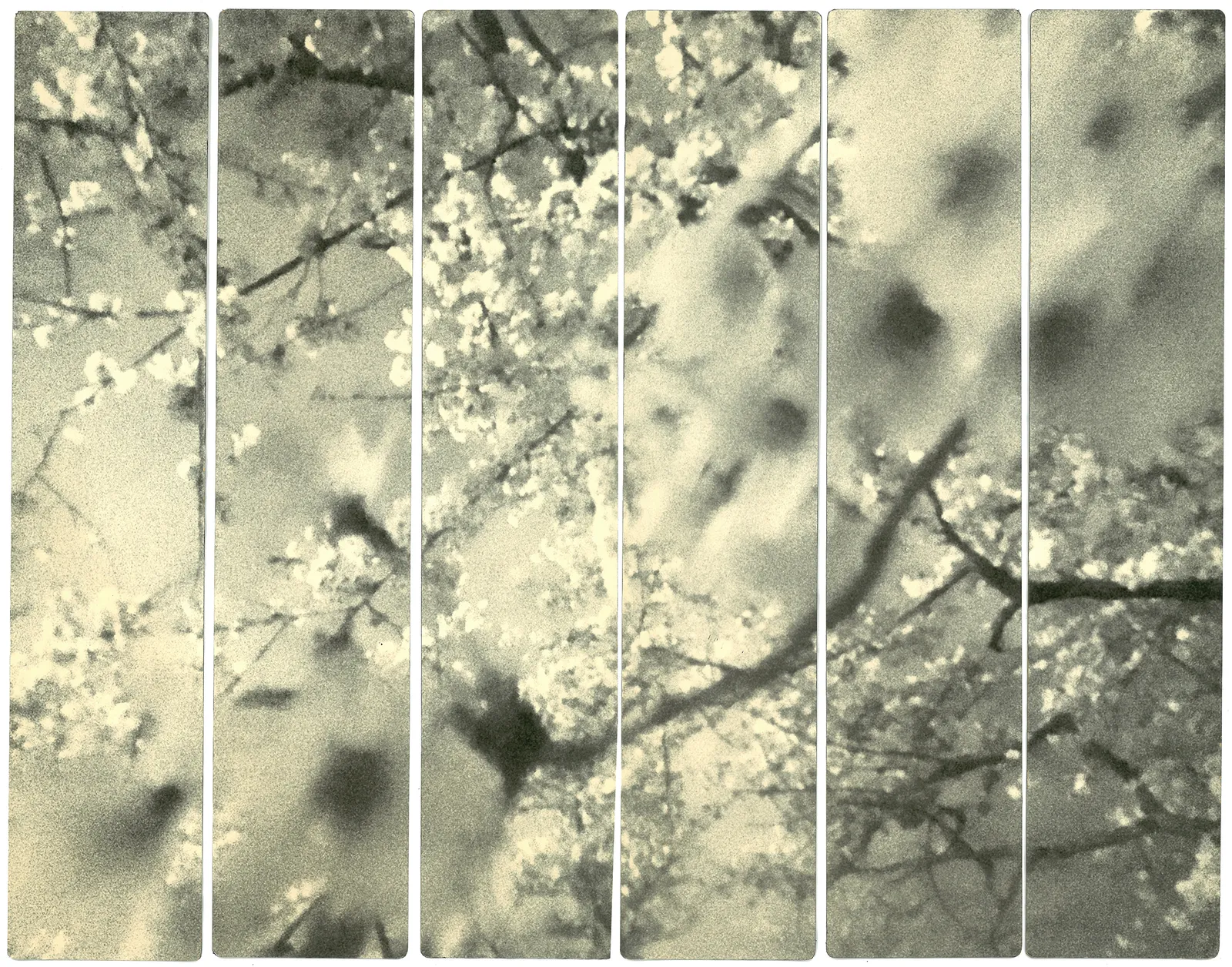 Miho Kajioka, BK0477, 2019