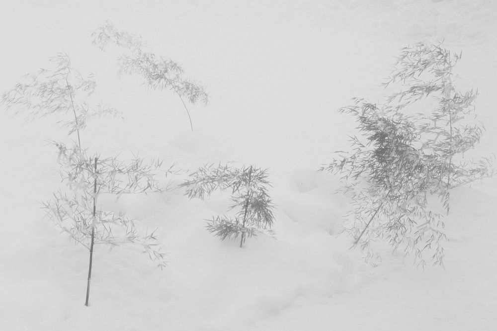 Yukari Chikura, Zaido 8, 2012-2017