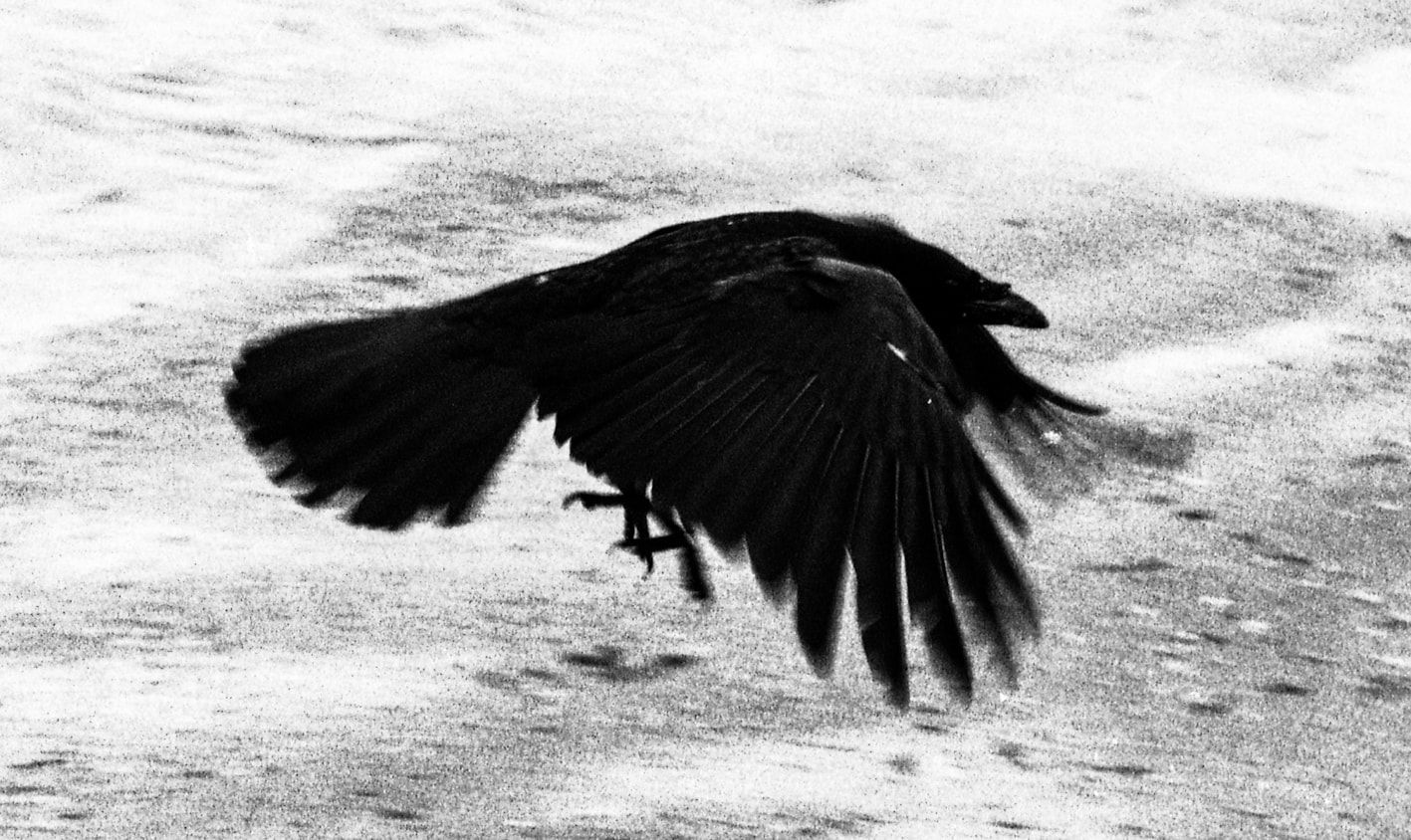 Ronin de Goede, Tabigarasu I, 2020