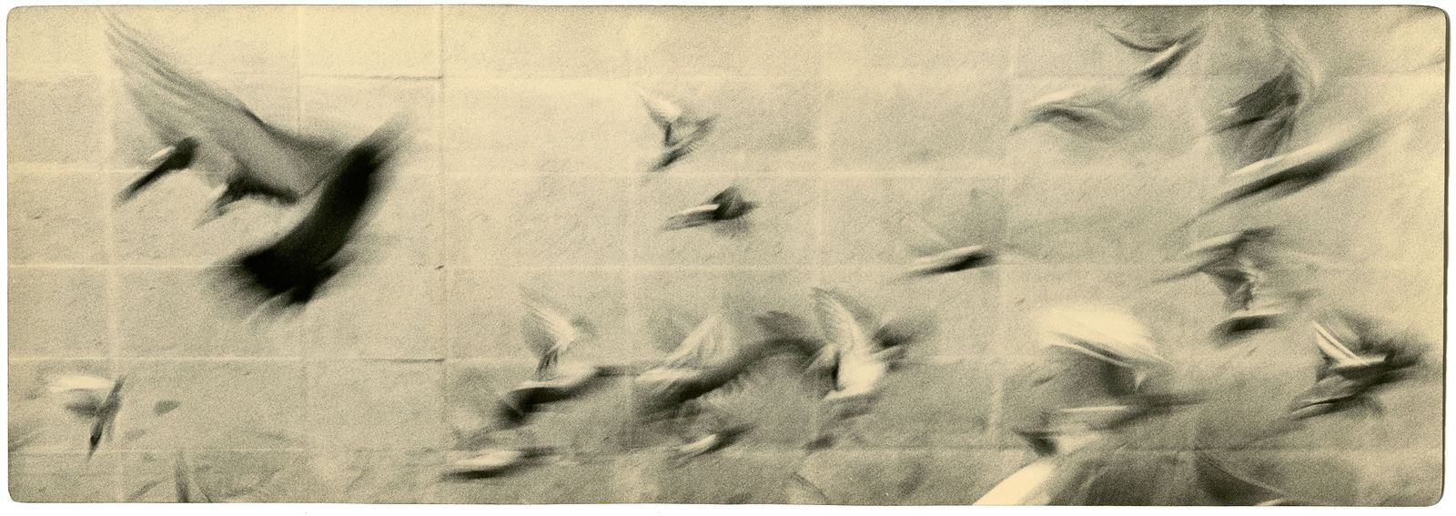 Miho Kajioka, BK0155, 2014