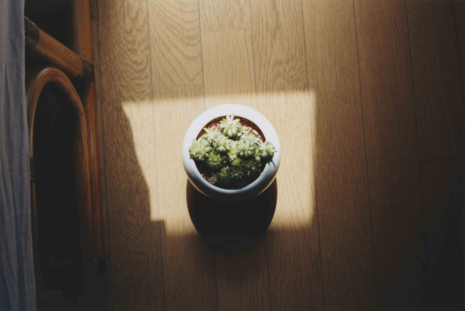 Ryudai Takano, 2006.03.05 #22 (Daily Snapshots), 2006