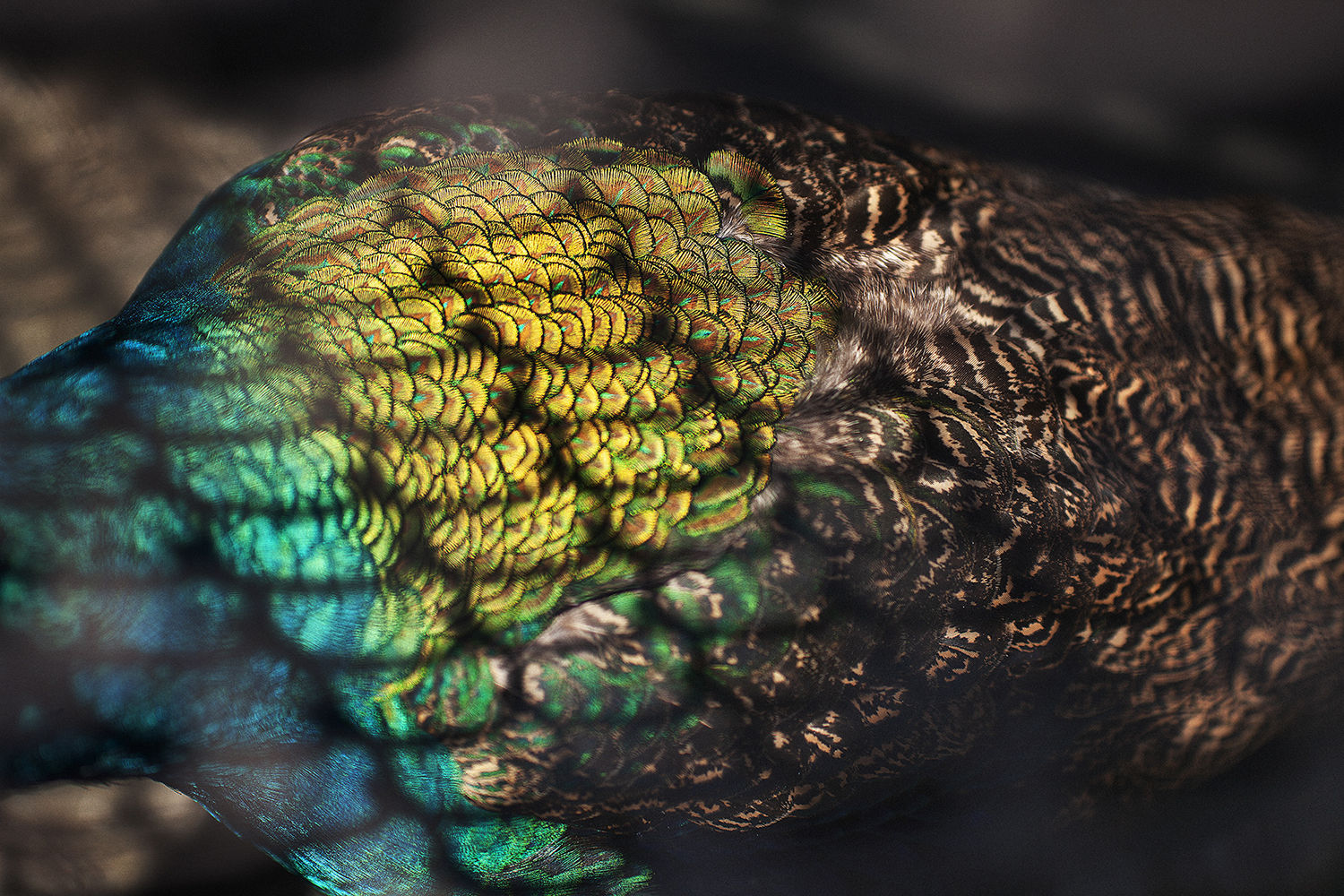 Shimpei Yamagami, Epiphany 14, 2018-2021