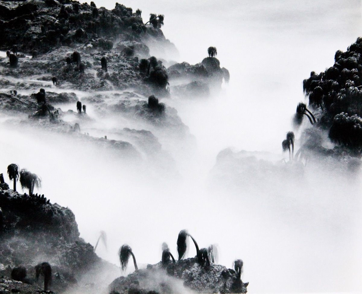 Various International Artists, Wynn Bullock - Sea Palms, 1968