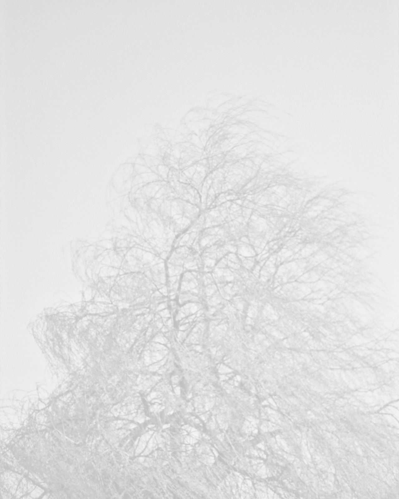 Elizabeth Alderliesten, Burra, 2020