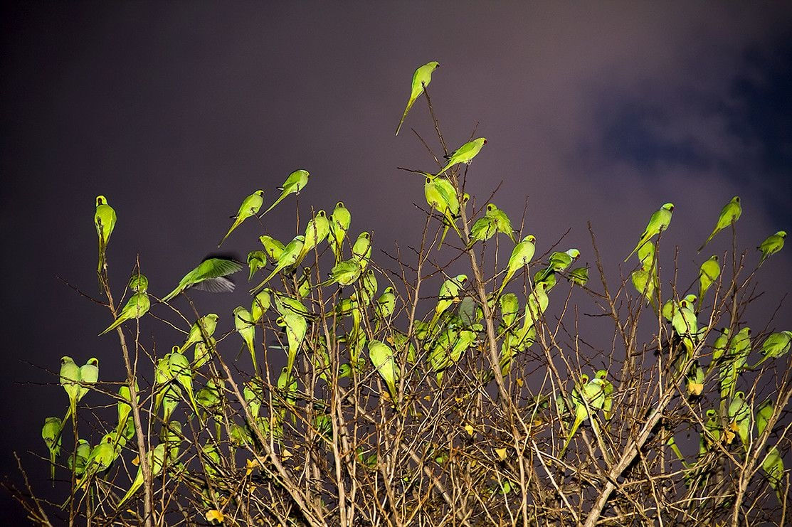 Yoshinori Mizutani, Tokyo Parrots 029, 2013
